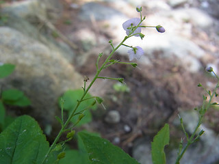 Veronica urticifolia