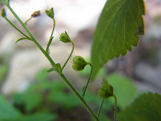 Veronica urticifolia