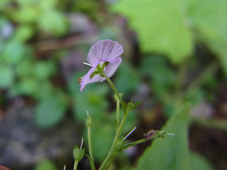 Veronica urticifolia