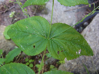 Veronica urticifolia