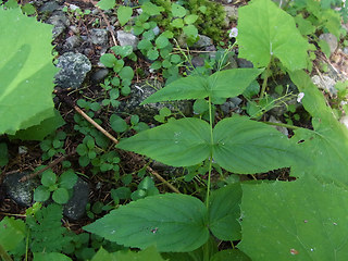 Veronica urticifolia