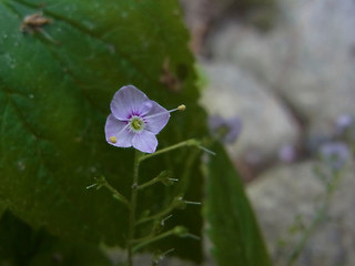 Veronica urticifolia