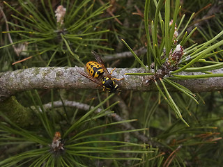 Vespula germanica