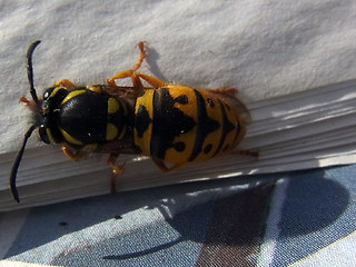 Vespula germanica