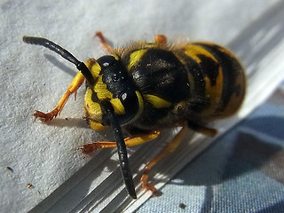 Vespula germanica