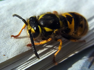 Vespula germanica