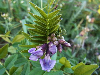 Vicia sepium