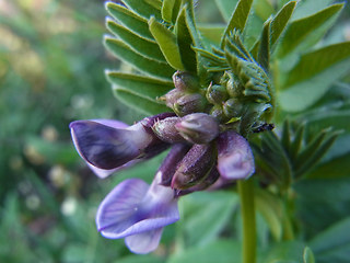 Vicia sepium