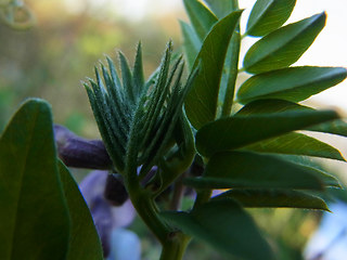 Vicia sepium