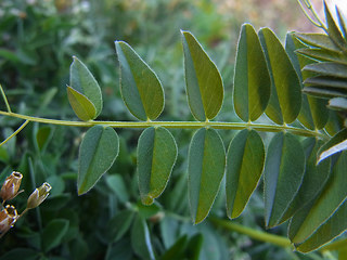 Vicia sepium