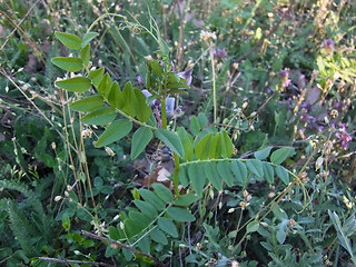 Vicia sepium