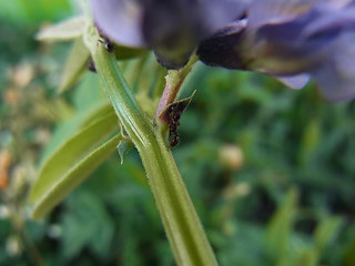 Vicia sepium