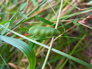 Vicia tetrasperma