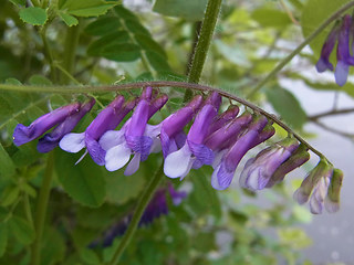 Vicia villosa