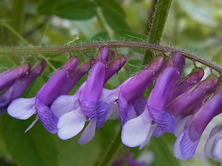 Vicia villosa