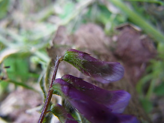 Vicia villosa