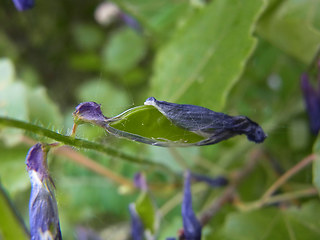 Vicia villosa