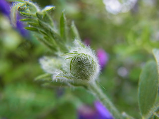 Vicia villosa