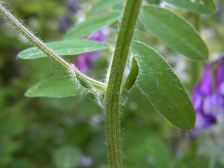 Vicia villosa