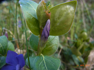 Vinca major