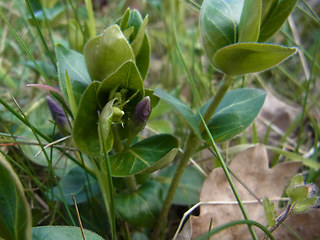 Vinca major