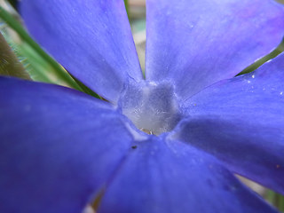 Vinca major