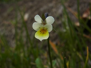 Viola arvensis