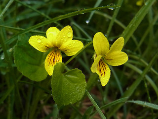 Viola biflora