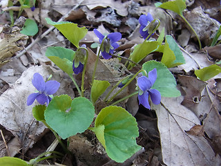 Viola odorata