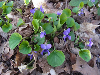 Viola odorata