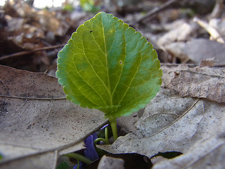 Viola odorata