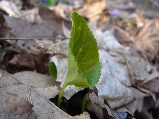 Viola odorata