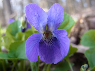 Viola odorata