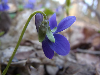 Viola odorata