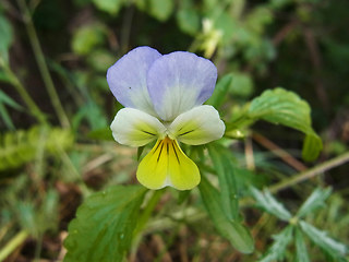 Viola tricolor ssp. alpina