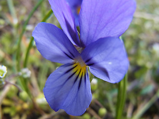 Viola tricolor ssp. tricolor