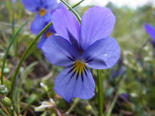 Viola tricolor ssp. tricolor