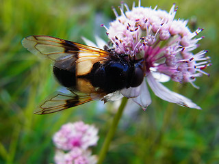 Volucella pellucens