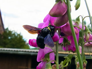 Xylocopa violacea