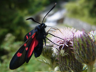 Zygaenidae 24